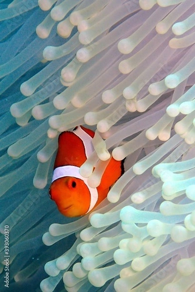 Obraz clown fish