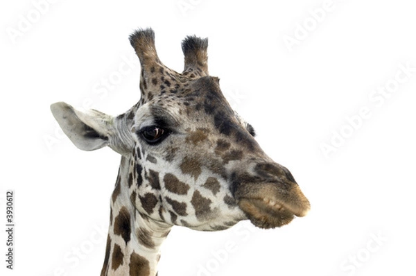 Fototapeta A portrait of a Giraffe isolated on white