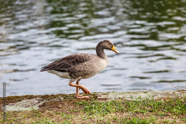 Obraz Egyptian goose near to the river