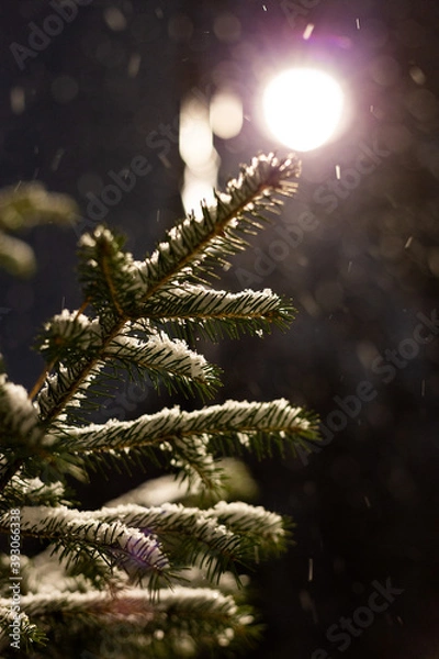 Fototapeta The first snow fell to the ground