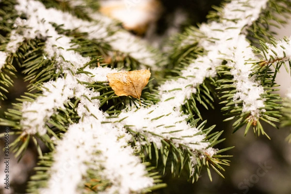 Fototapeta The first snow fell to the ground