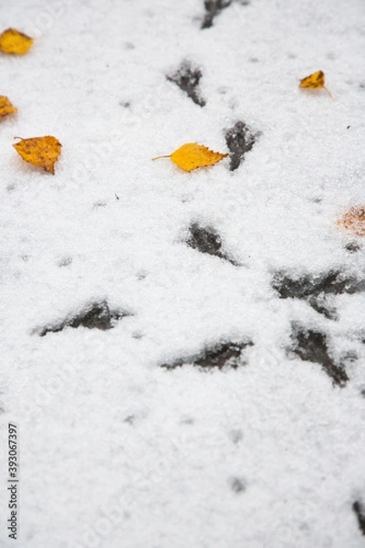 Obraz Bird footprints on the snow. The first snow, fallen autumn leaves.