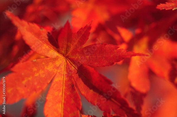 Fototapeta きれいに紅葉した紅葉の葉や木