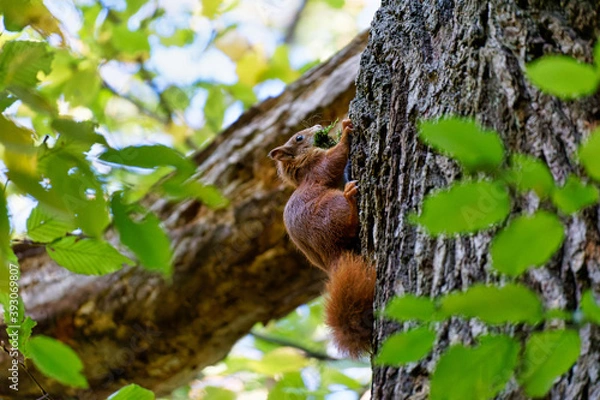 Fototapeta Red squirrel playing in the wood