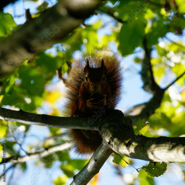 Obraz Red squirrel playing in the wood