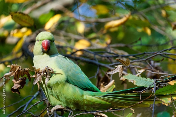 Obraz Rose-ringed parakeet
