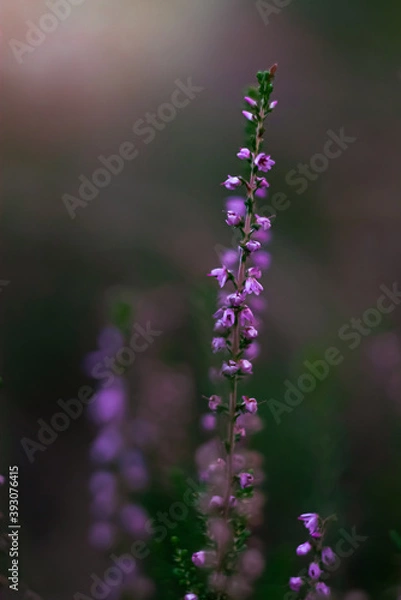 Fototapeta Heather