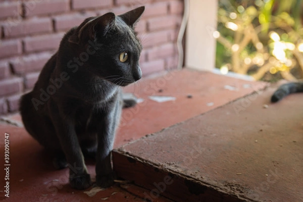 Fototapeta Korat cat,A gray cat lying on a brown background.