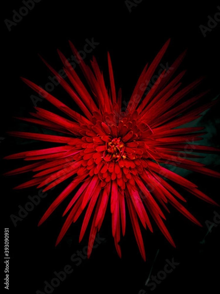 Obraz Red Flower