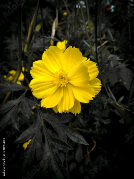 Obraz yellow flower on black background