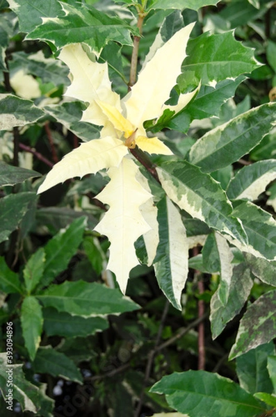 Fototapeta Sea holly. Acanthus ebracteatus. Showing reddish stems. green yellowish- white leaves with wavy leaf edge, prickles.