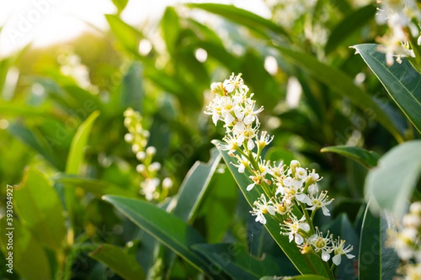 Fototapeta Flowering cherry laurel with sun, Prunus laurocerasus