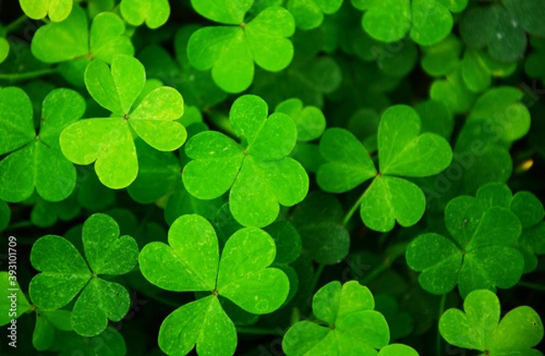Obraz four leaf clover
