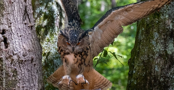 Obraz eurasian eagle owl in flight