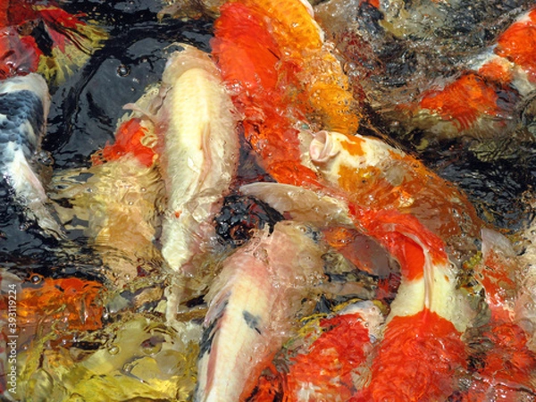 Fototapeta Colored carps, Koi carps