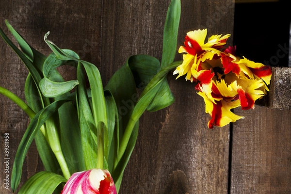 Obraz Papageientulpe