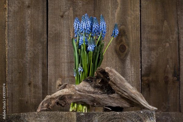 Obraz Traubenhyazinthen