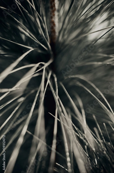 Fototapeta Gray grass