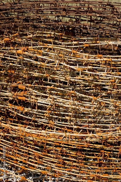 Obraz Tightly coiled stack of rusty barbed wire.