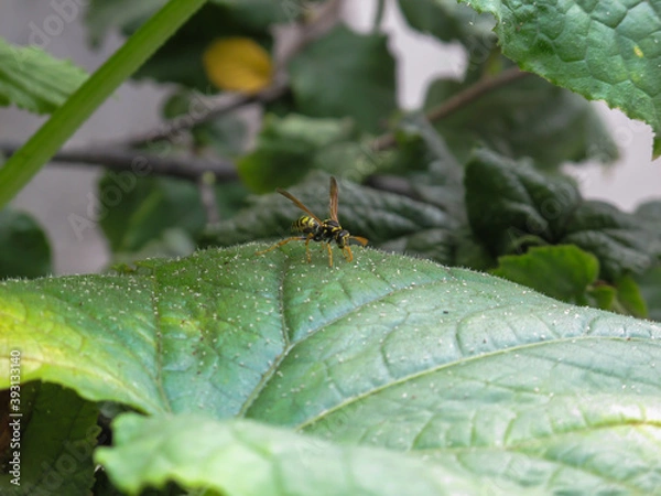 Fototapeta One yellow Wasp on green  leaf in summer day. A wasp sitting on leaf in garden.