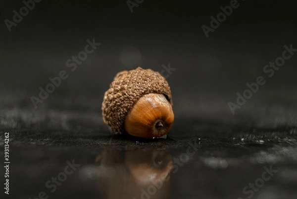 Obraz acorn on the oak