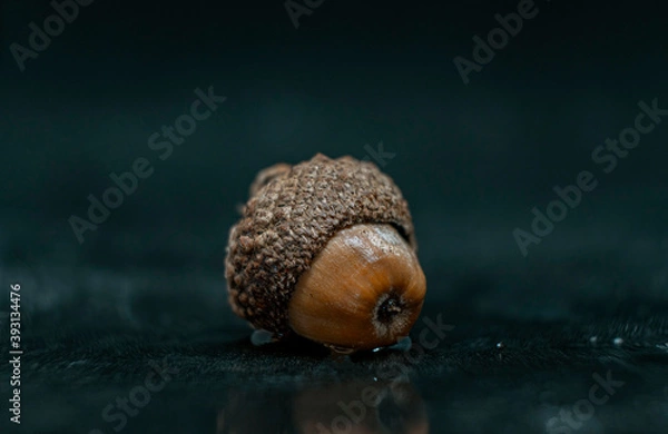 Obraz acorn on the oak