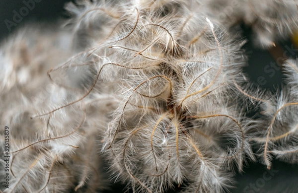 Obraz close up of a dandelion