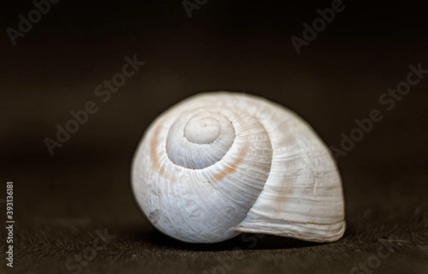 Obraz seashell on black background