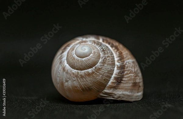 Obraz snail on a black background