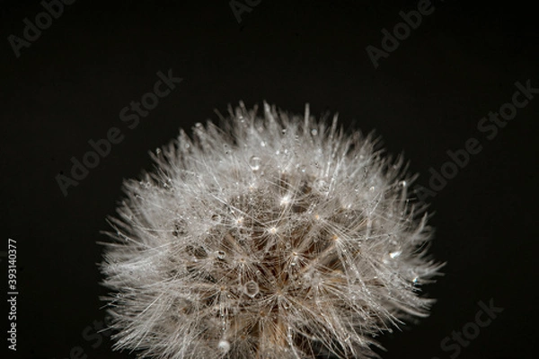 Obraz dandelion on black