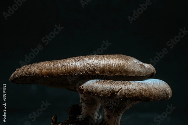 Obraz mushroom on black