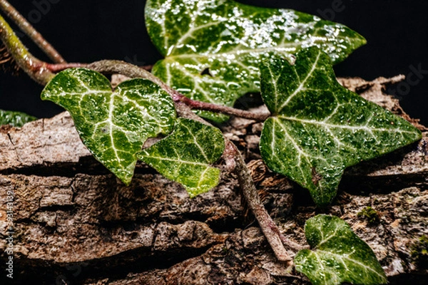 Obraz plant growing in soil