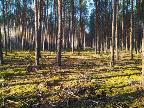 Obraz Ścieżka wśród drzew