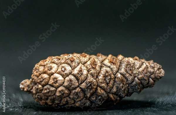Obraz close up of a pine cone