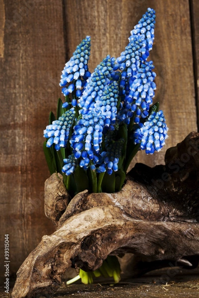 Obraz Traubenhyazinthen