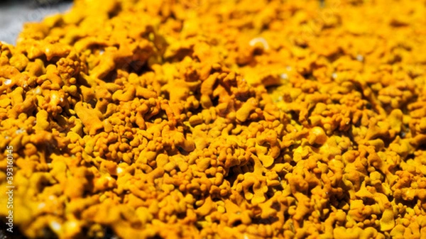 Fototapeta Close up of orange lichen