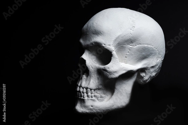 Obraz white skull on black background 