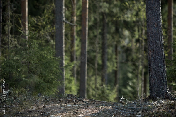 Fototapeta Walk through the coniferous forest. Fir trees and pine forest. Spring forest. Environment.