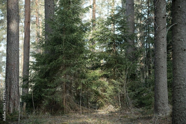 Fototapeta Walk through the coniferous forest. Fir trees and pine forest. Spring forest. Environment.