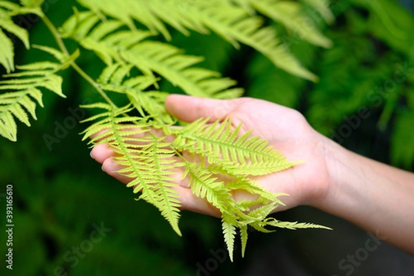Obraz fern in the hand