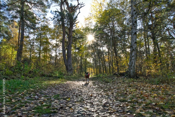 Fototapeta Havelwald