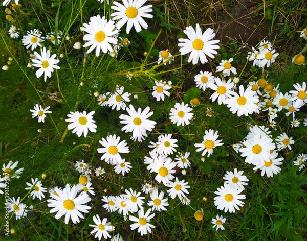 Fototapeta Background of flowering camomiles close-up with white petals.