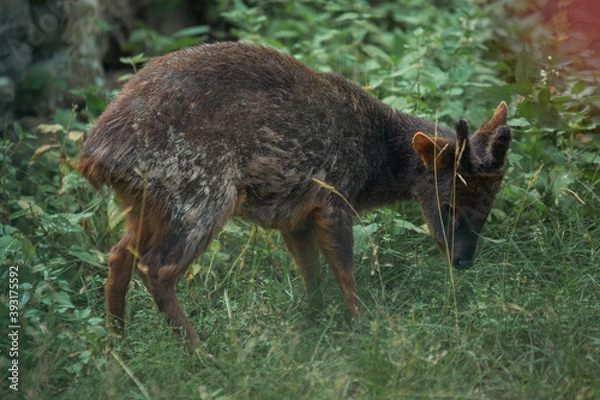 Obraz deer in the woods