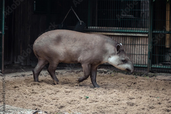 Obraz animal walking