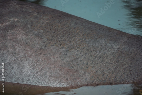 Obraz hippo skin
