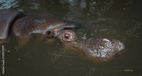 Obraz hippo in water