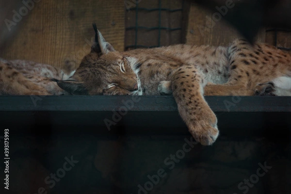 Obraz cat on the bench