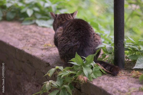 Obraz cat from behind