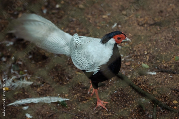Obraz black and white bird