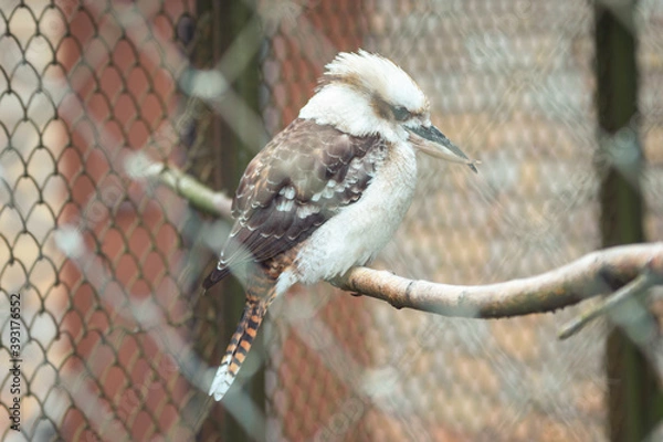 Obraz bird on a branch